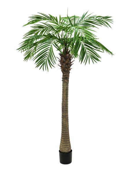EUROPALMS Phönixpalme luxor, Kunstpflanze, 210cm