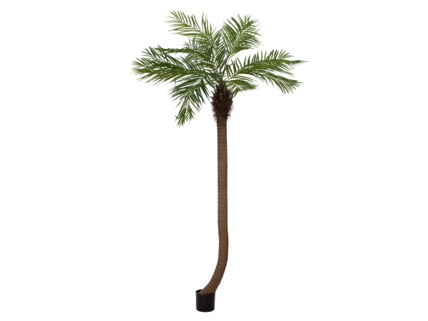 EUROPALMS Phönixpalme luxor gebogen, Kunstpflanze, 240cm